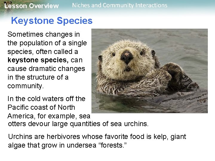 Lesson Overview Niches and Community Interactions Keystone Species Sometimes changes in the population of