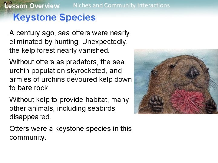 Lesson Overview Niches and Community Interactions Keystone Species A century ago, sea otters were