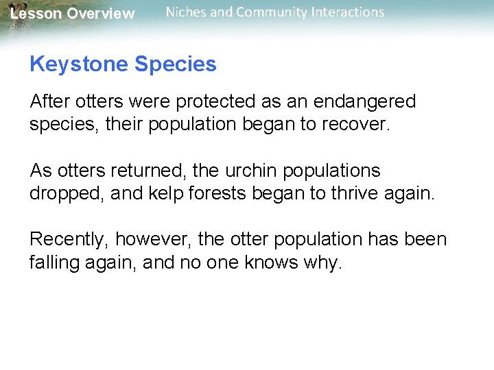 Lesson Overview Niches and Community Interactions Keystone Species After otters were protected as an