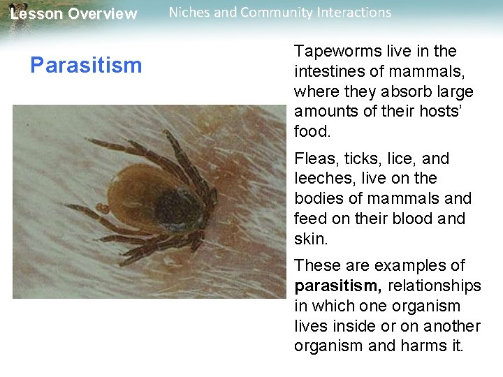 Lesson Overview Parasitism Niches and Community Interactions Tapeworms live in the intestines of mammals,