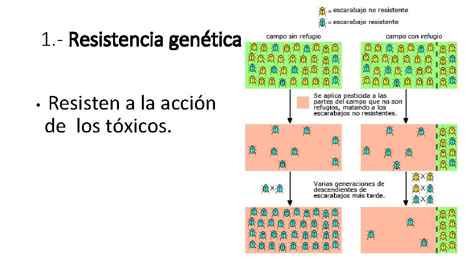 1. - Resistencia genética • Resisten a la acción de los tóxicos. 