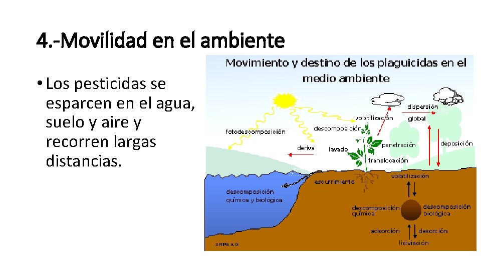 4. -Movilidad en el ambiente • Los pesticidas se esparcen en el agua, suelo