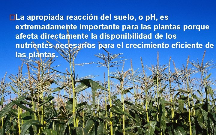 �La apropiada reacción del suelo, o p. H, es extremadamente importante para las plantas