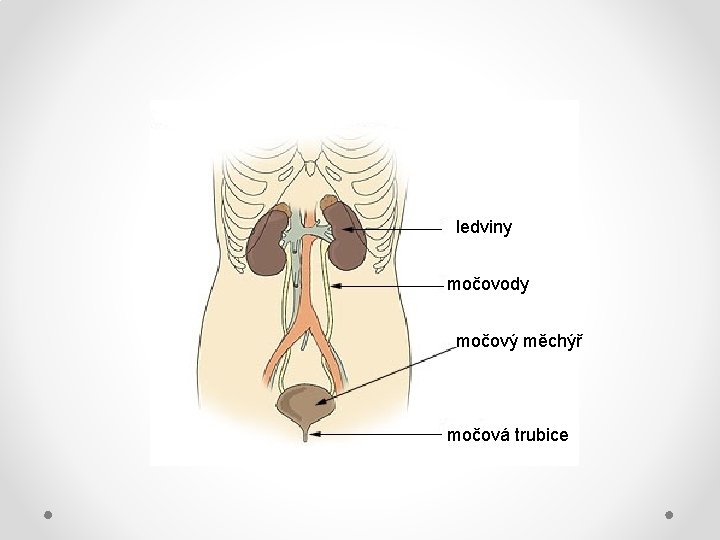 ledviny močovody močový měchýř močová trubice 