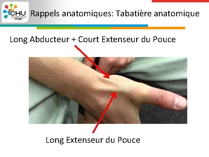 Rappels anatomiques: Tabatière anatomique Long Abducteur + Court Extenseur du Pouce Long Extenseur du