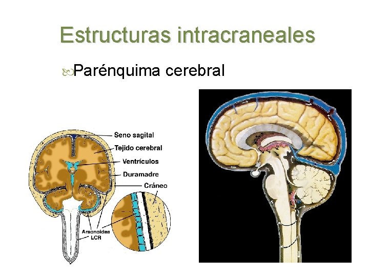 Estructuras intracraneales Parénquima cerebral 