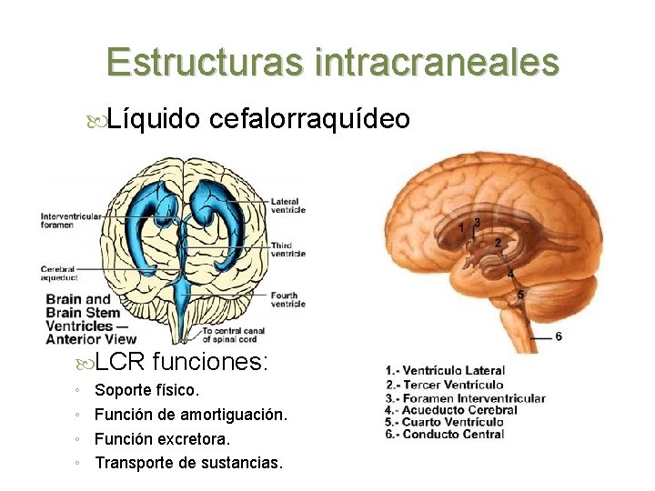 Estructuras intracraneales Líquido LCR ◦ ◦ cefalorraquídeo funciones: Soporte físico. Función de amortiguación. Función