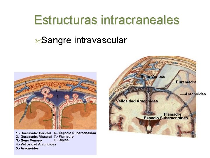 Estructuras intracraneales Sangre intravascular 