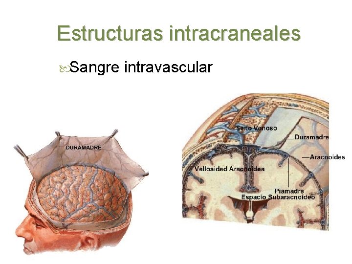 Estructuras intracraneales Sangre intravascular 