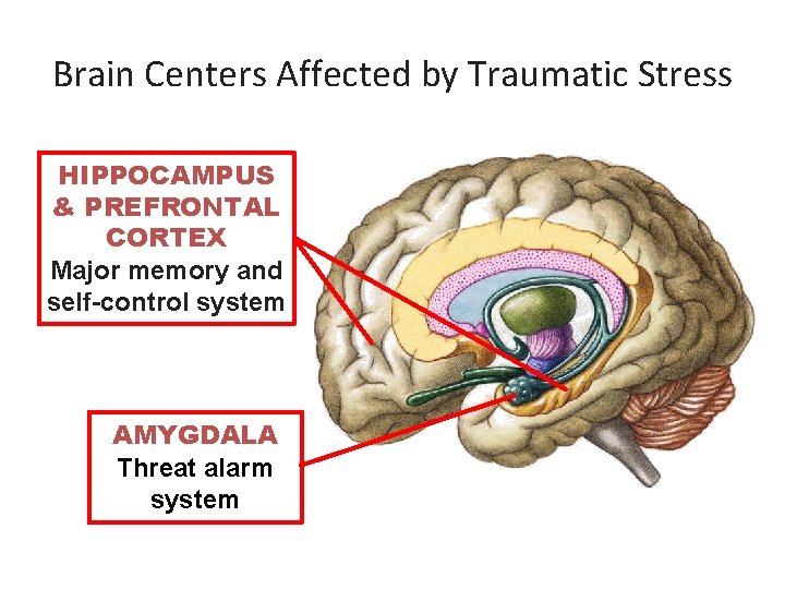 Brain Centers Affected by Traumatic Stress HIPPOCAMPUS & PREFRONTAL CORTEX Major memory and self-control