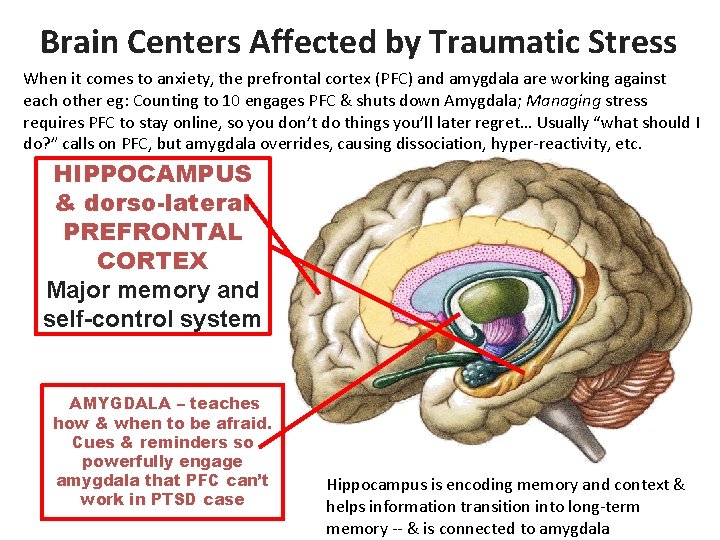 Brain Centers Affected by Traumatic Stress When it comes to anxiety, the prefrontal cortex