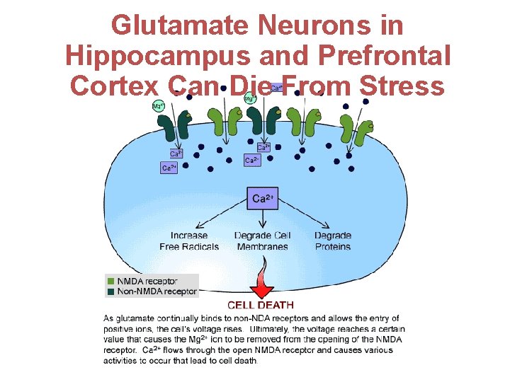 Glutamate Neurons in Hippocampus and Prefrontal Cortex Can Die From Stress Capt (ret) William