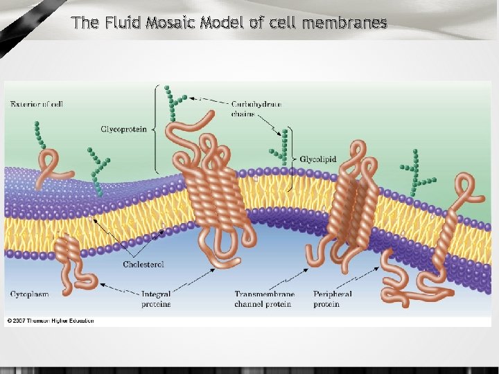 The Fluid Mosaic Model of cell membranes 