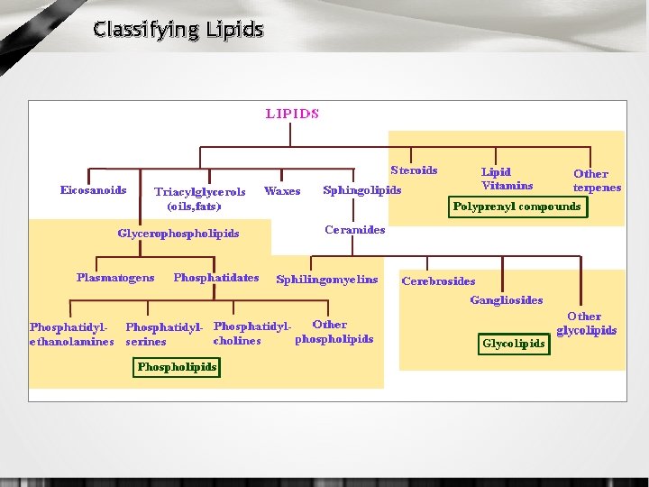 Classifying Lipids 
