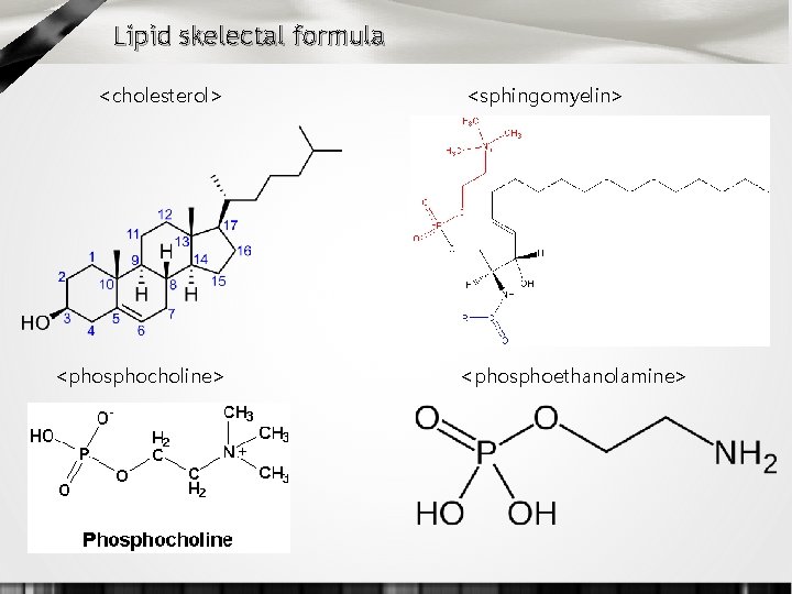 Lipid skelectal formula <cholesterol> <phosphocholine> <sphingomyelin> <phosphoethanolamine> 