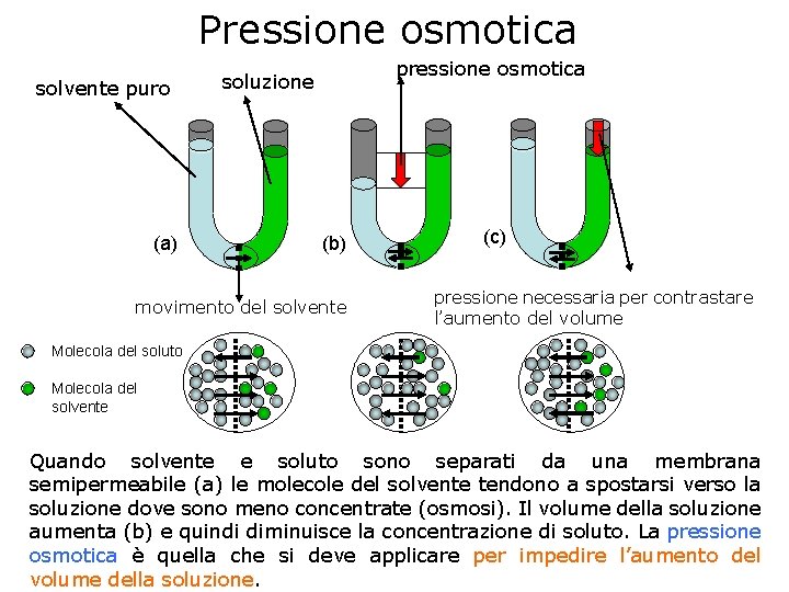 Pressione osmotica solvente puro (a) pressione osmotica soluzione (b) movimento del solvente (c) pressione