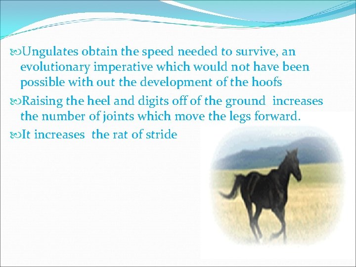  Ungulates obtain the speed needed to survive, an evolutionary imperative which would not