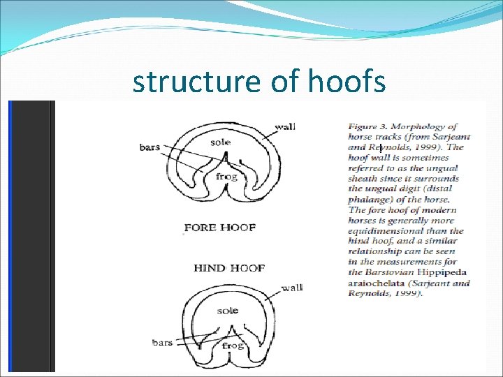 structure of hoofs 