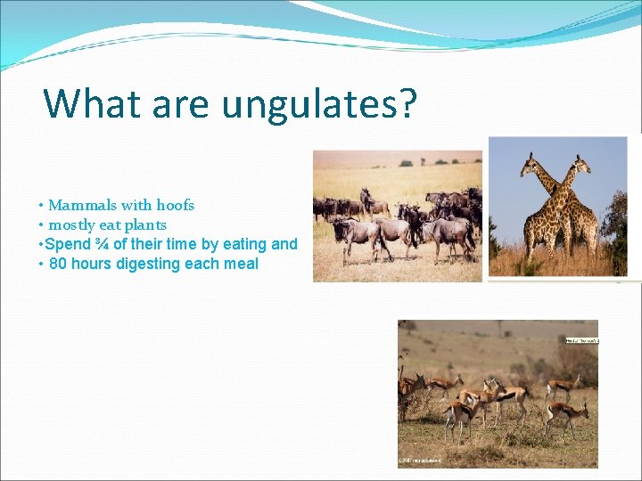 What are ungulates? • Mammals with hoofs • mostly eat plants • Spend ¾