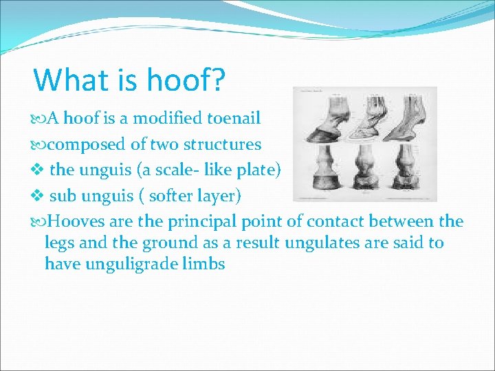 What is hoof? A hoof is a modified toenail composed of two structures v