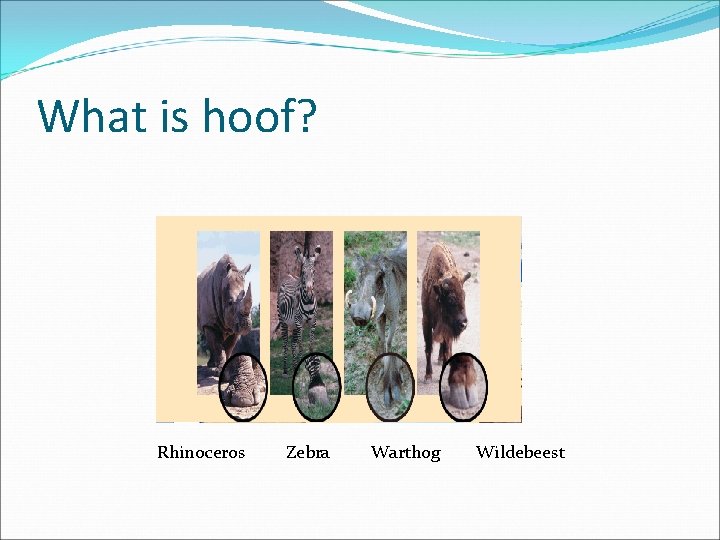 What is hoof? Rhinoceros Zebra Warthog Wildebeest 