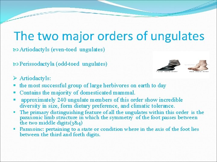 The two major orders of ungulates Artiodactyls (even-toed ungulates) Perissodactyla (odd-toed ungulates) Ø §