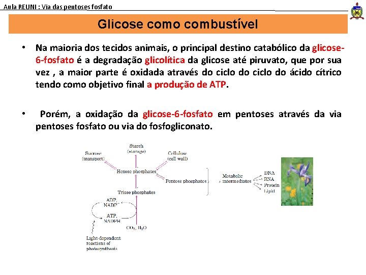 Aula REUNI : Via das pentoses fosfato Glicose como combustível • Na maioria dos