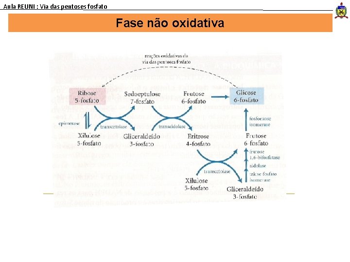 Aula REUNI : Via das pentoses fosfato Fase não oxidativa 