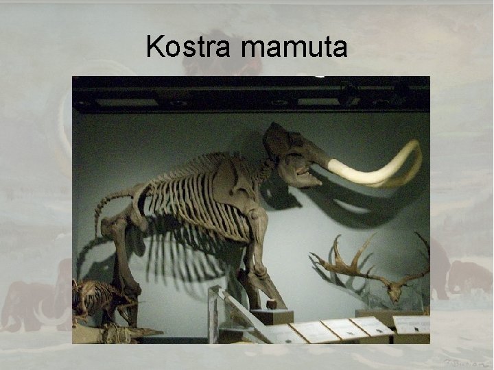 Kostra mamuta 