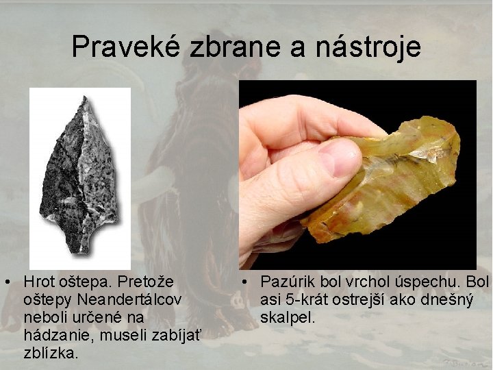 Praveké zbrane a nástroje • Hrot oštepa. Pretože oštepy Neandertálcov neboli určené na hádzanie,