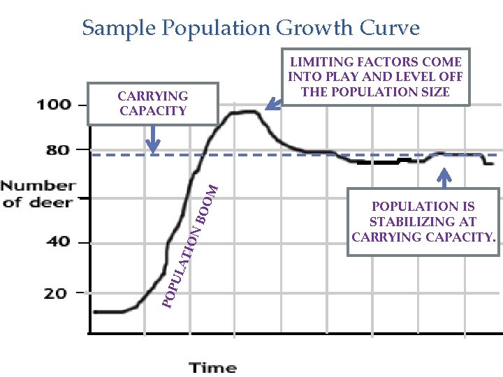 Sample Population Growth Curve LIMITING FACTORS COME INTO PLAY AND LEVEL OFF THE POPULATION