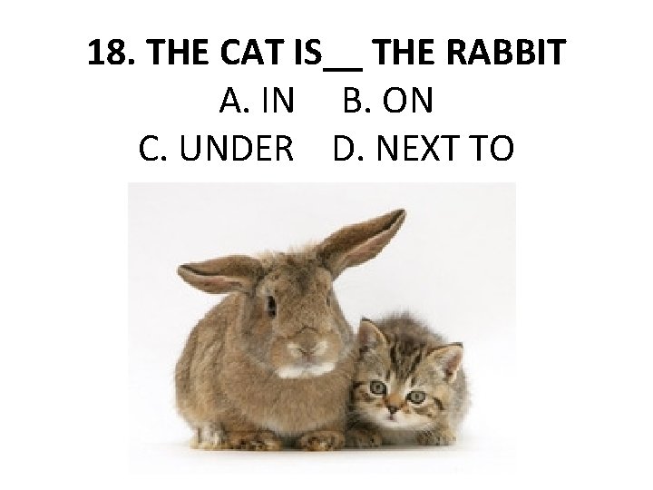 18. THE CAT IS__ THE RABBIT A. IN B. ON C. UNDER D. NEXT