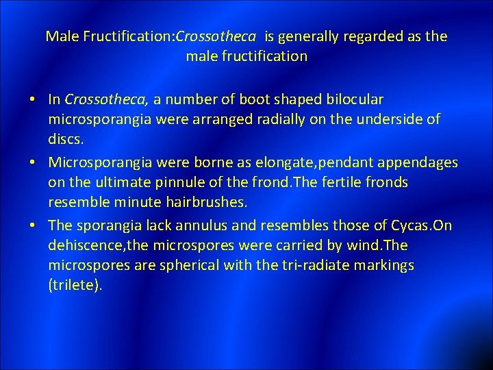 Male Fructification: Crossotheca is generally regarded as the male fructification • In Crossotheca, a