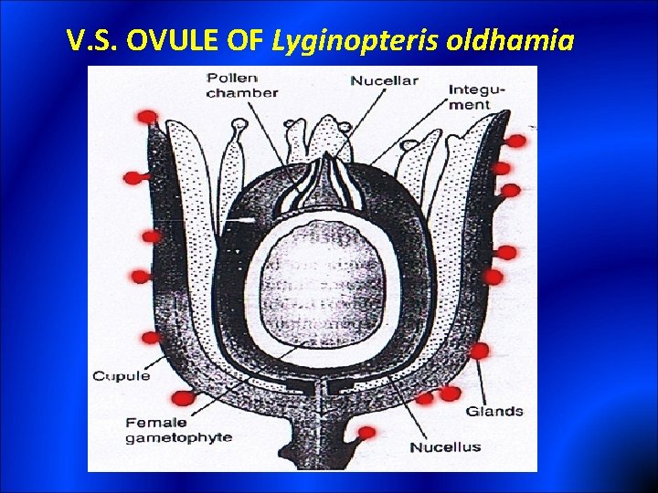 V. S. OVULE OF Lyginopteris oldhamia 