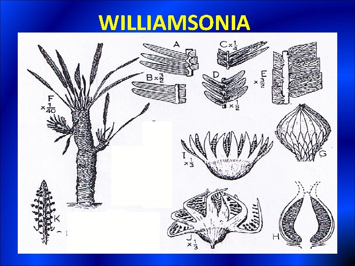 WILLIAMSONIA 