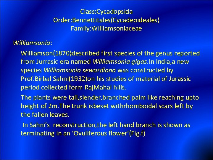 Class: Cycadopsida Order: Bennettitales(Cycadeoideales) Family: Williamsoniaceae Williamsonia: Williamson(1870)described first species of the genus reported