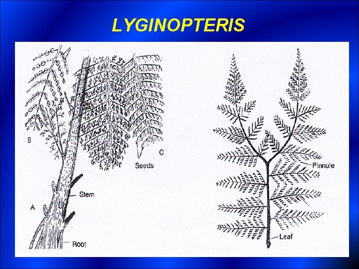 LYGINOPTERIS 