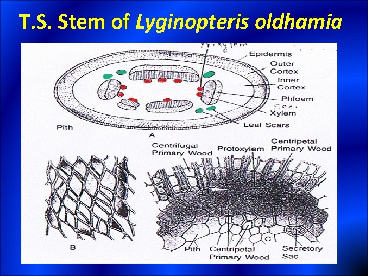 T. S. Stem of Lyginopteris oldhamia 