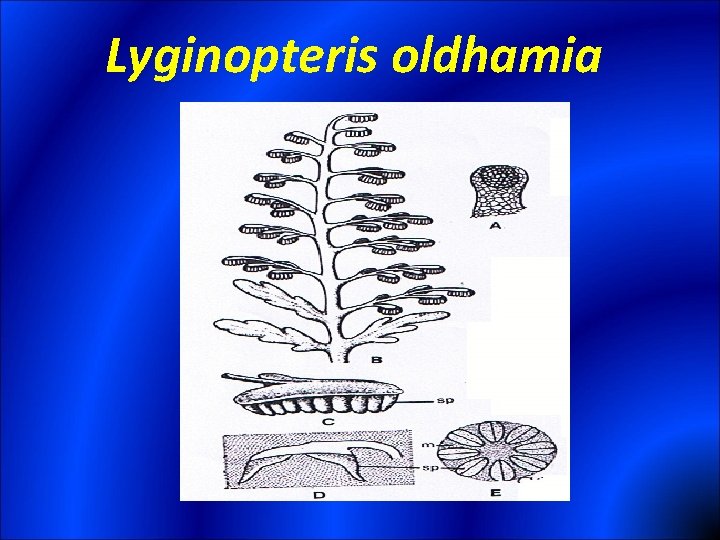 Lyginopteris oldhamia 