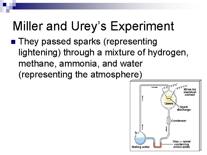Miller and Urey’s Experiment n They passed sparks (representing lightening) through a mixture of Miller and Urey’s Experiment n They passed sparks (representing lightening) through a mixture of