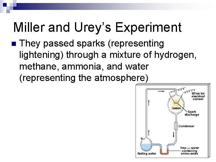 Miller and Urey’s Experiment n They passed sparks (representing lightening) through a mixture of