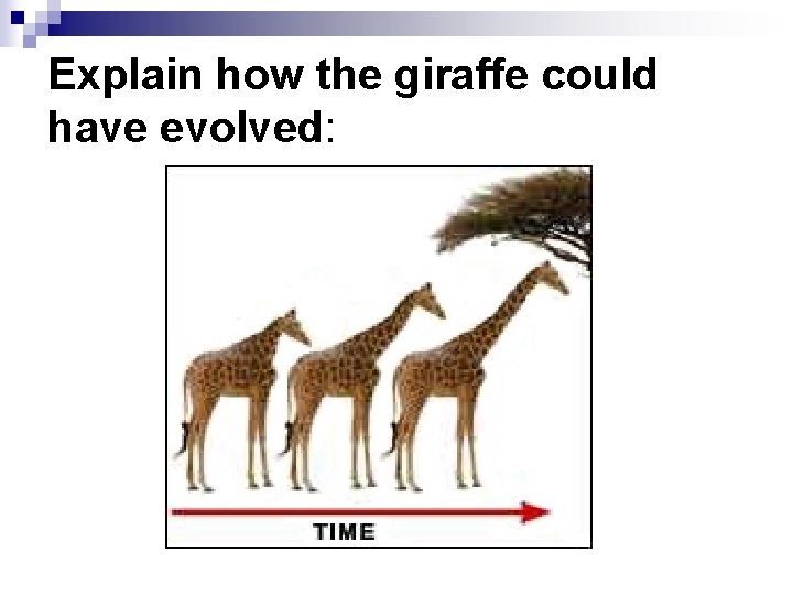 Explain how the giraffe could have evolved: Explain how the giraffe could have evolved:
