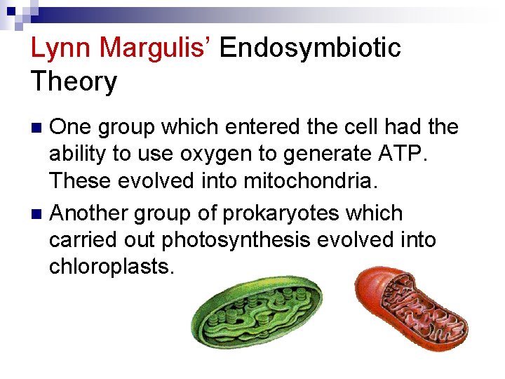 Lynn Margulis’ Endosymbiotic Theory One group which entered the cell had the ability to