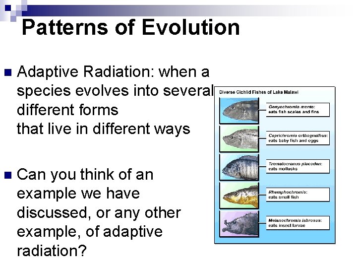 Patterns of Evolution n Adaptive Radiation: when a species evolves into several different forms Patterns of Evolution n Adaptive Radiation: when a species evolves into several different forms