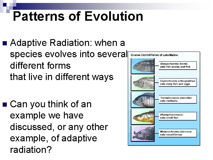 Patterns of Evolution n Adaptive Radiation: when a species evolves into several different forms