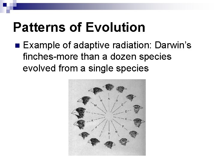 Patterns of Evolution n Example of adaptive radiation: Darwin’s finches-more than a dozen species
