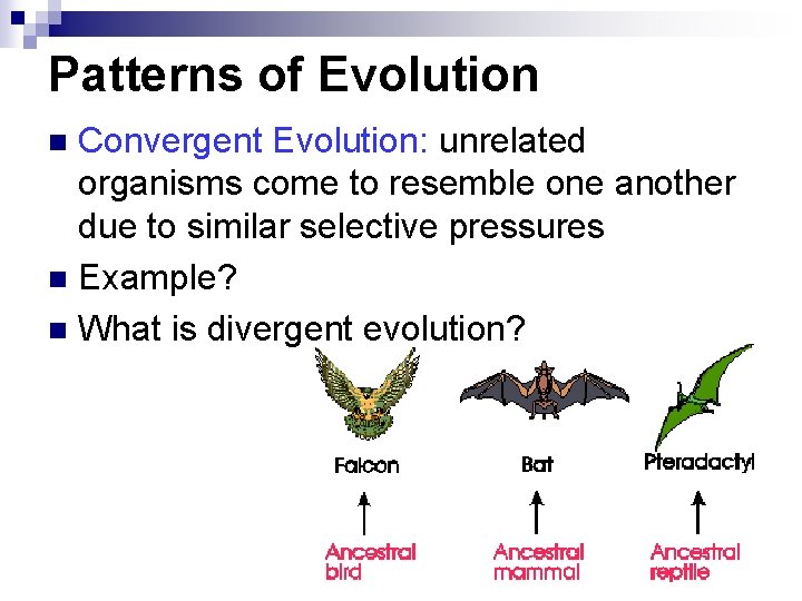 Patterns of Evolution Convergent Evolution: unrelated organisms come to resemble one another due to