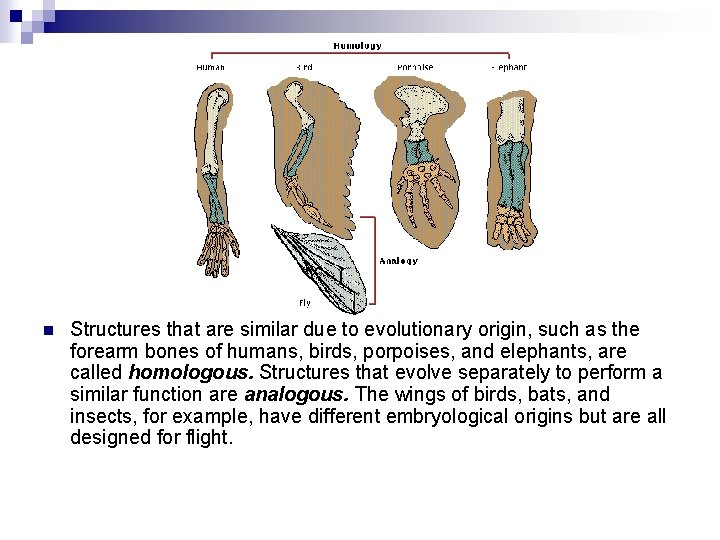 n Structures that are similar due to evolutionary origin, such as the forearm bones n Structures that are similar due to evolutionary origin, such as the forearm bones