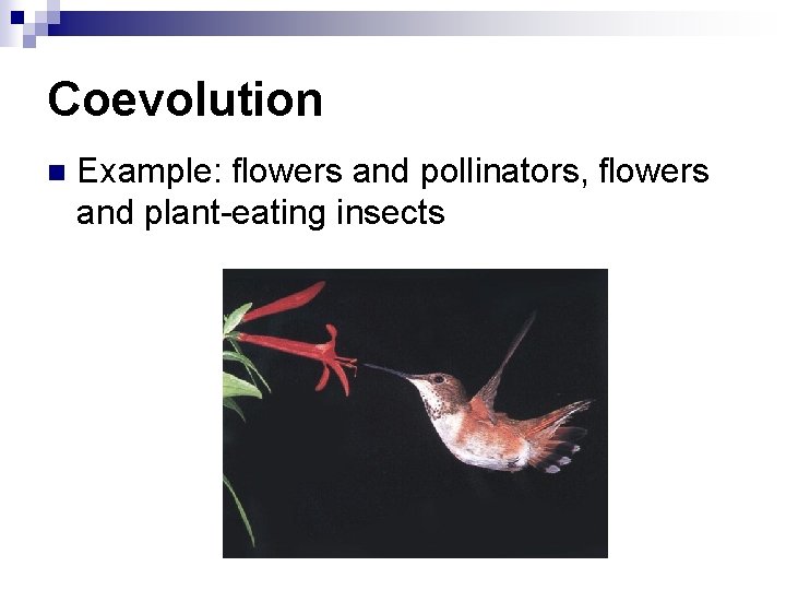 Coevolution n Example: flowers and pollinators, flowers and plant-eating insects 
