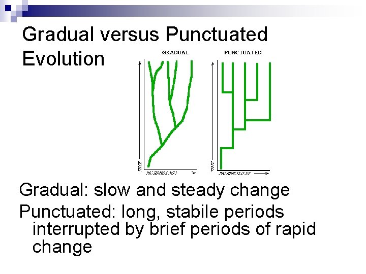 Gradual versus Punctuated Evolution Gradual: slow and steady change Punctuated: long, stabile periods interrupted Gradual versus Punctuated Evolution Gradual: slow and steady change Punctuated: long, stabile periods interrupted